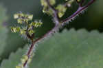 Canadian woodnettle